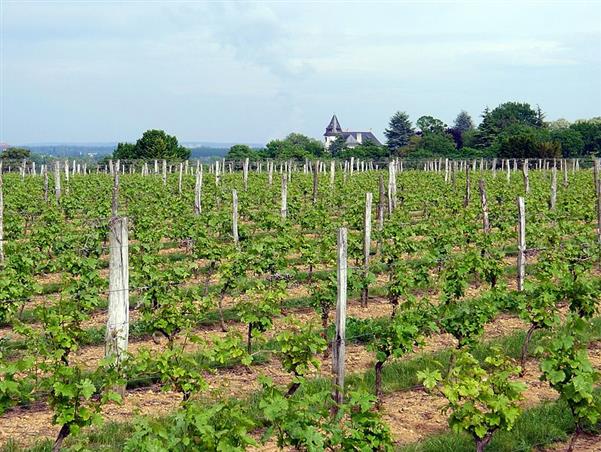 Vignoble saumurois proche de l'hôtel L'Océane à Villevêque près d'Angers en Maine et Loire